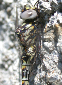 Harlequin Darner